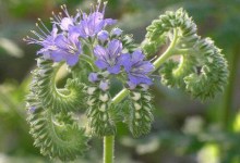 Fiddleheads