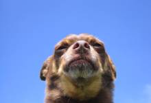 S.B. Botanic Garden Dog Festival