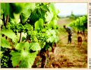 Chehalem Ridgecrest Pinot