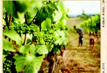 Chehalem Ridgecrest Pinot