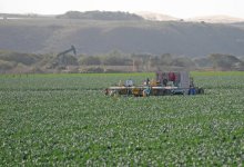 Clean Energy: A Crop to Harvest