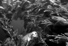 Dive into the Santa Barbara Underwater Film Fest