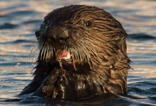 Santa Barbara and the Sea Otter