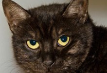 Back to School, but Not for the Dog