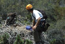 Wild Film Fest on Eagle’s Wings