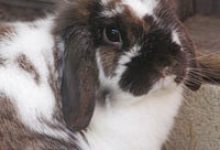 Adoptable Pet of the Week