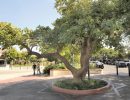 Historic Flame Tree