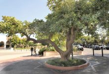 Historic Flame Tree