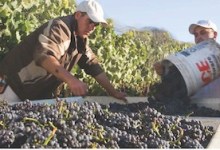 PHP’s 6th Annual Vino de Sueños Event  Garners Broad Community Support  For Farm & Vineyard Workers