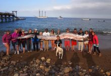UCSB Scientist to Study Giant Oarfish