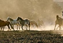 Kickstarter Launched For Rescued Horses