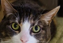 Adoptable Pet of the Week