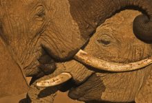 Mike Nichols Talks Lions, Elephants & Giants