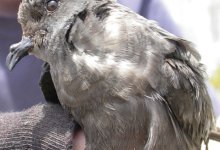 Ashy Storm Petrel Not Endangered