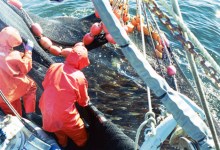 Boom Times for Squid Fishery