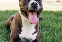 Adoptable Pet of the Week