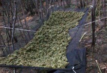 Two Men To Be Sentenced For Marijuana Grow