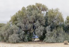 John Divola’s Photography