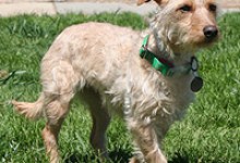 Adoptable Pet of the Week
