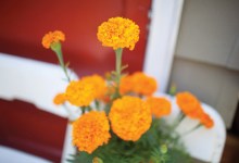 Mighty Marigolds