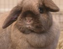 Adoptable Pet of the Week