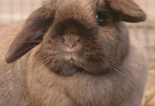Adoptable Pet of the Week