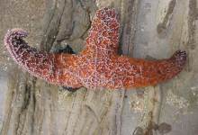 Sea Star Wasting Syndrome Reaches Santa Barbara County
