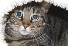 Adoptable Pet of the Week