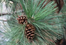 Gardening: December Duties