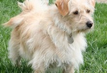 Adoptable Pet of the Week