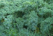 Gardening: Winter Stars