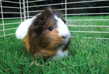 Animals: Guinea Pig Care
