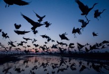 Photos of Endangered Animals