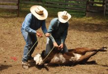 How Green Was My Valley