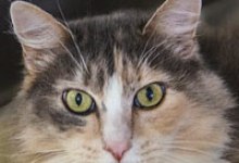 Adoptable Pet of the Week