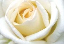 Gardening: Which Flowers Say ‘Be Mine’?