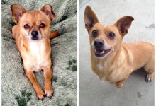 Help Reduce Pet Overbreeding