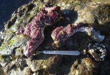 Wasting Syndrome Wiping out Santa Barbara Sea Stars