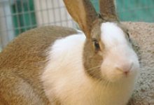 Adoptable Pet of the Week