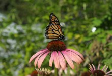 Monarch Mystery Confounds Biologists