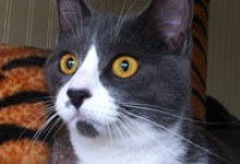 Adoptable Pet of the Week