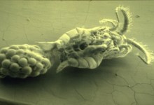 Natural History’s Domain