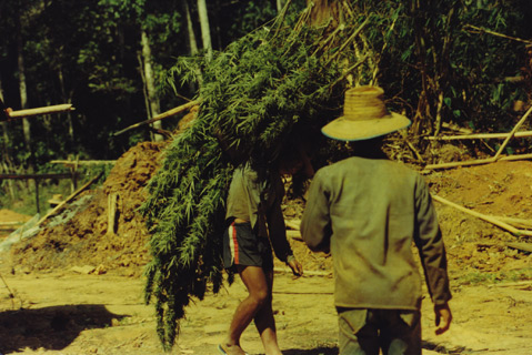 ThaiSticks_harvesting.jpg