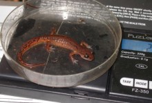 Salamander Diet May Affect Climate Change