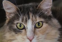 Adoptable Pet of the Week