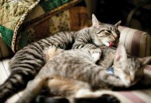 Animals: Creature Features