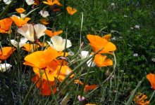 Gardening: Poppies