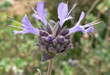 SBBG Spring Plant Sale