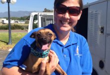 Lucky Dogs Take Flights to No-Kill Shelters