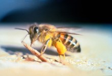 Africanized Honeybees Found in Goleta